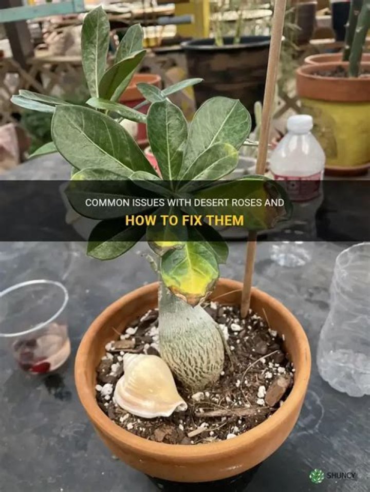 How do I know if my Desert Rose has root rot?