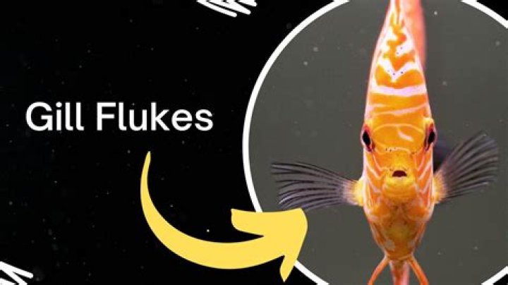 How do I know if my fish has gill flukes?