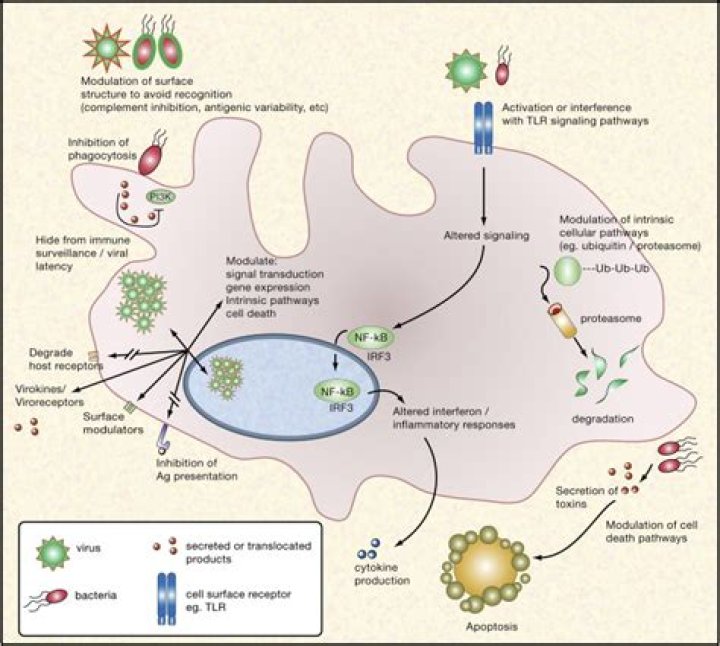 How do pathogens evade the immune response?