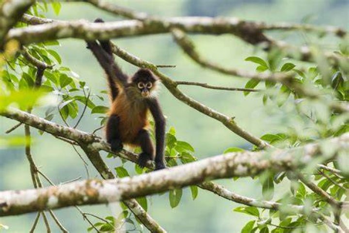 How do squirrel monkeys adapt to the rainforest?