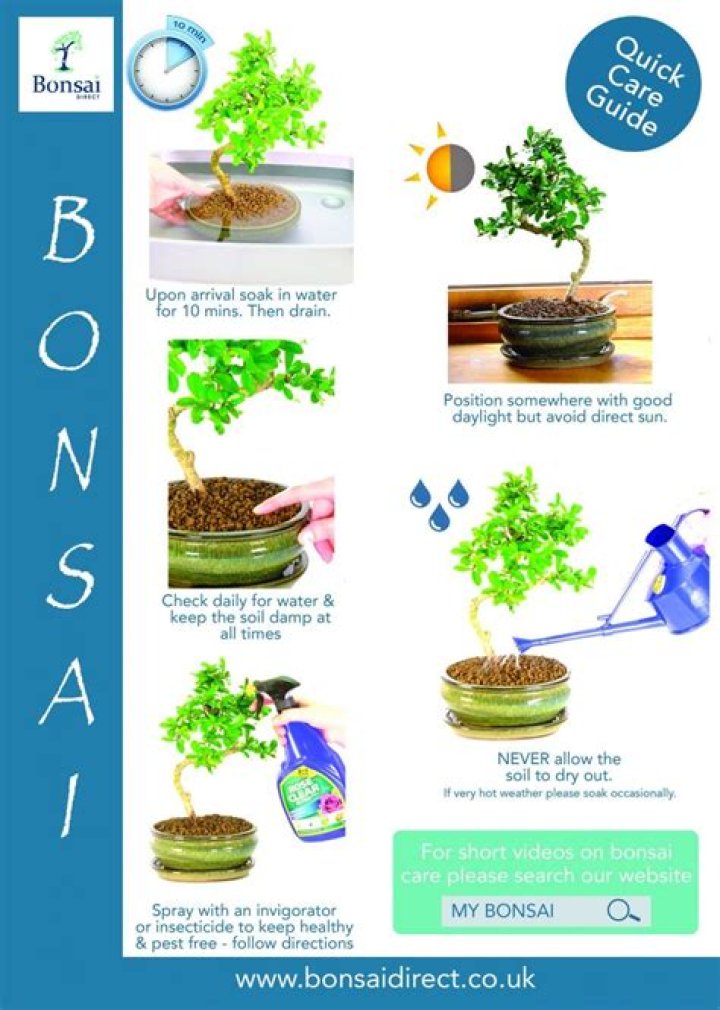 How do you care for a bonsai pomegranate?