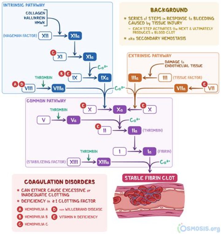 How do you code coagulopathy with Coumadin?