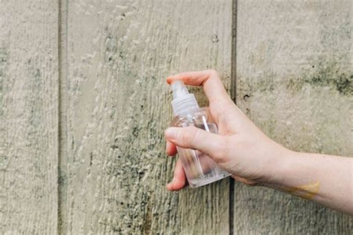 How do you get fuzzy mold out of wood?