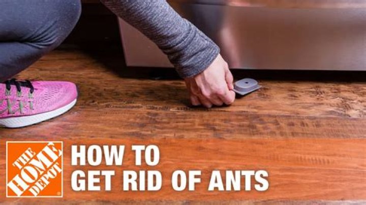 How do you get rid of ants under siding?