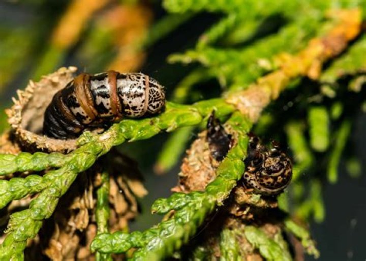 How do you get rid of bagworms on junipers?