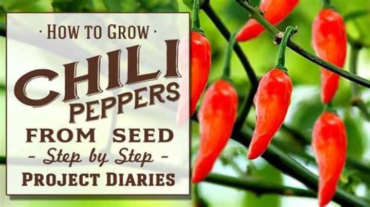 How do you grow Chiltepin from seed?