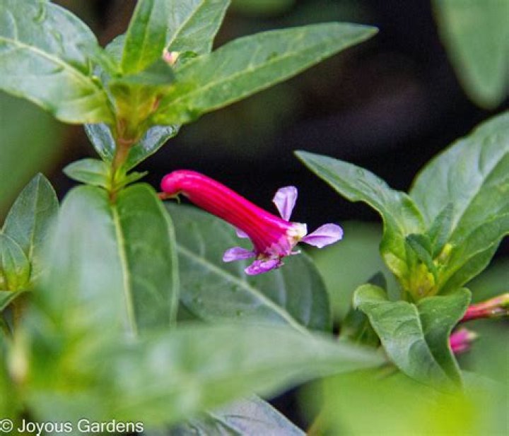 How do you grow Cuphea Ignea?