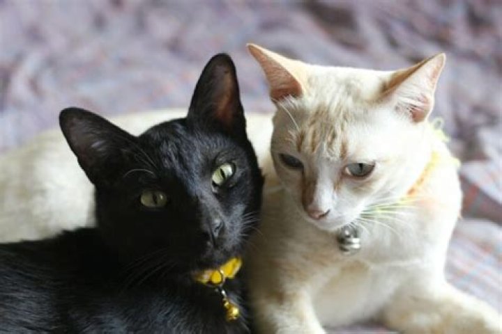 How do you introduce two strange cats to each other?