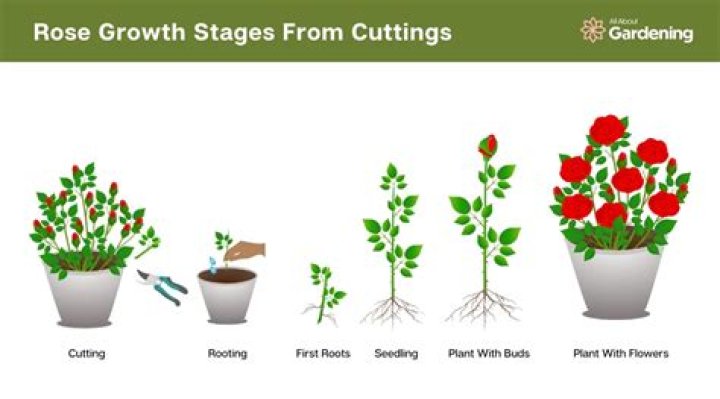 How do you plant prairie rose seeds?