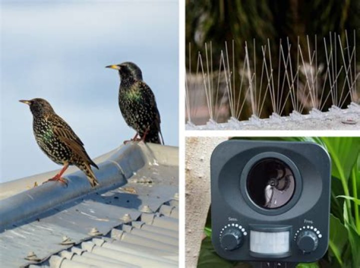 How do you scare away starlings?