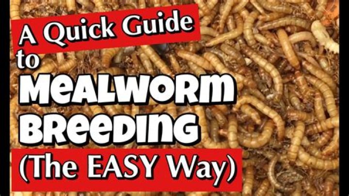 How do you stop mealworms from turning into beetles?