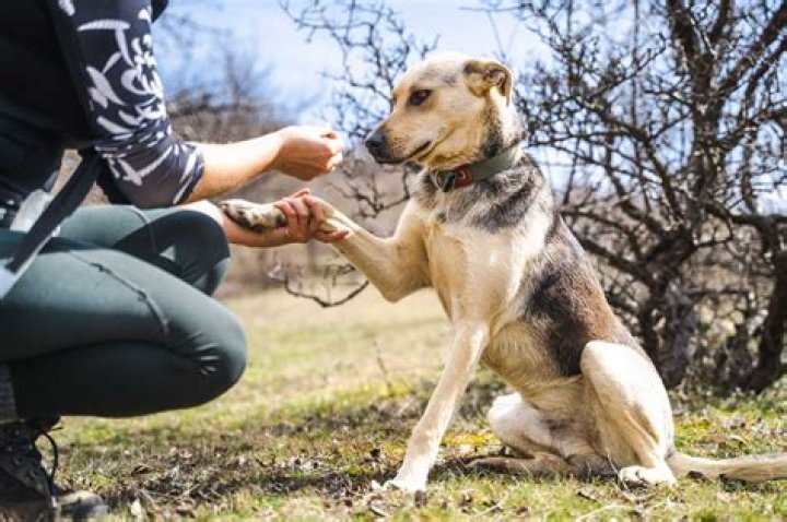 How do you teach a dog paw?