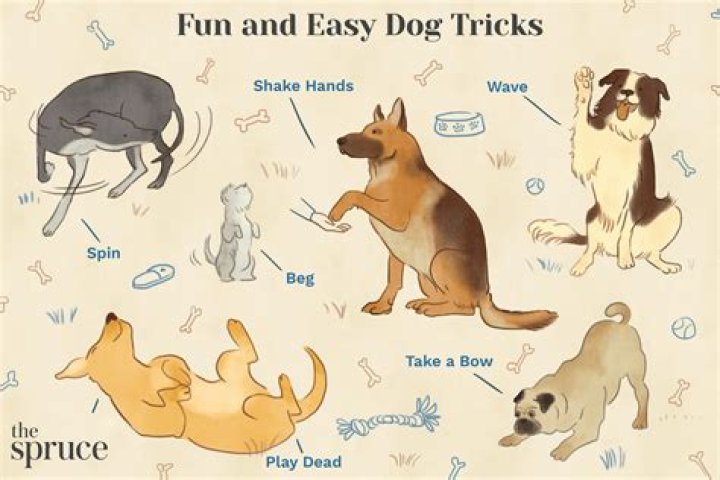 How do you teach a Sheltie trick?