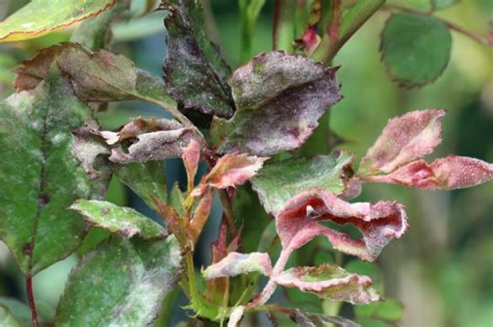 How do you treat white leaves on roses?