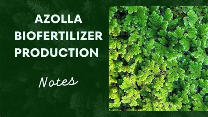 How do you use Azolla fertilizer?