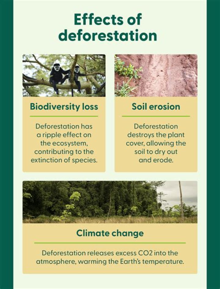 How does deforestation affect temperate forest?