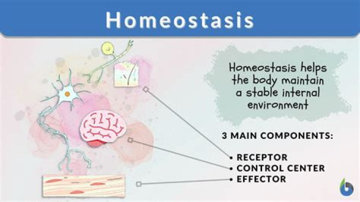 How does homeostasis work in cells?