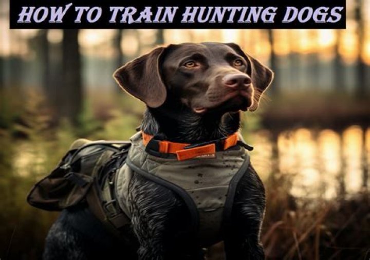 How does hunting with dogs work?