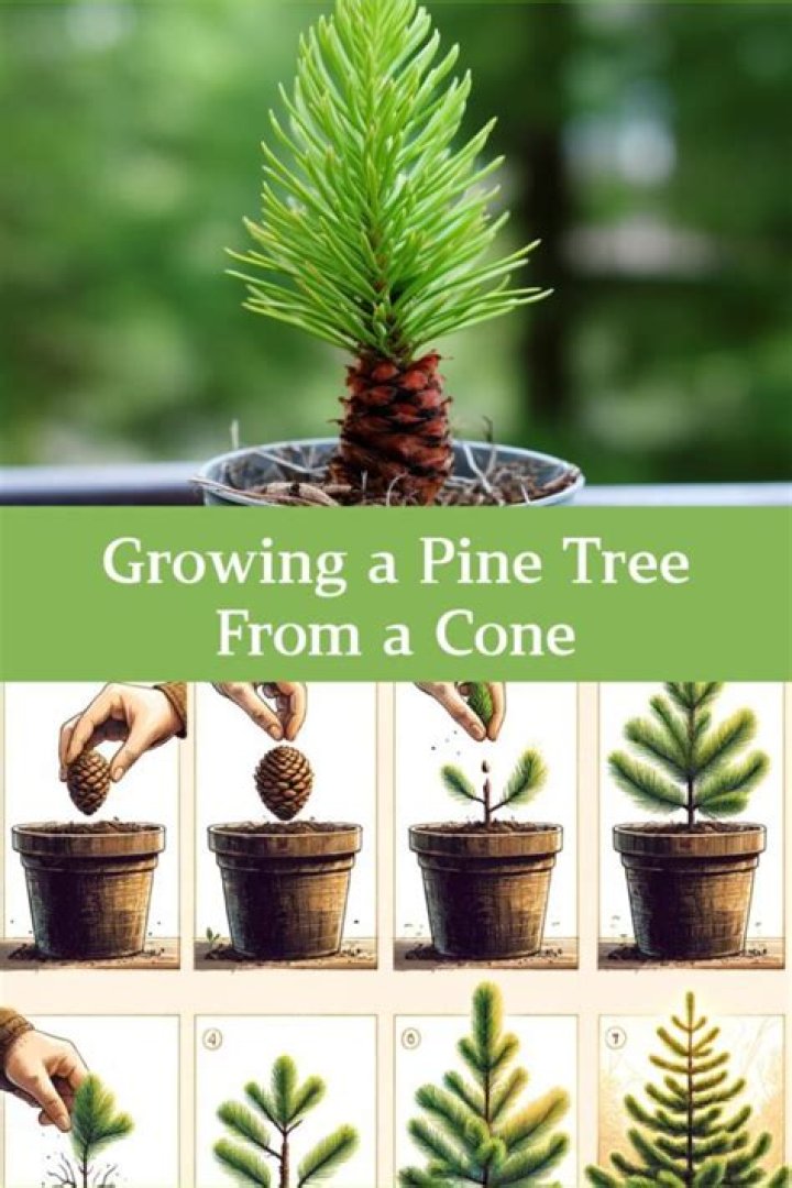 How fast do stone pine trees grow?