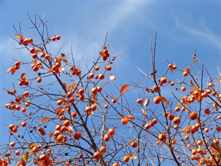 How fast does lignum vitae grow?