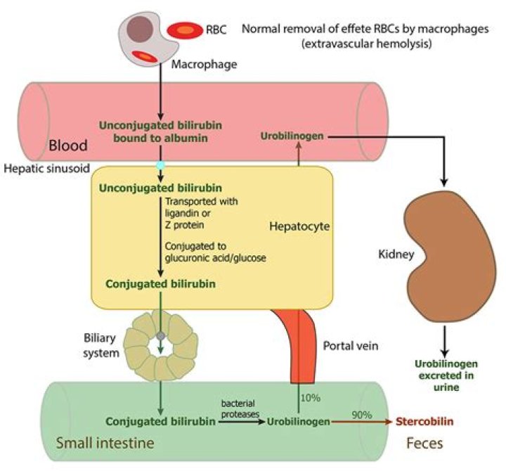 How is bilirubin conjugated in the liver?