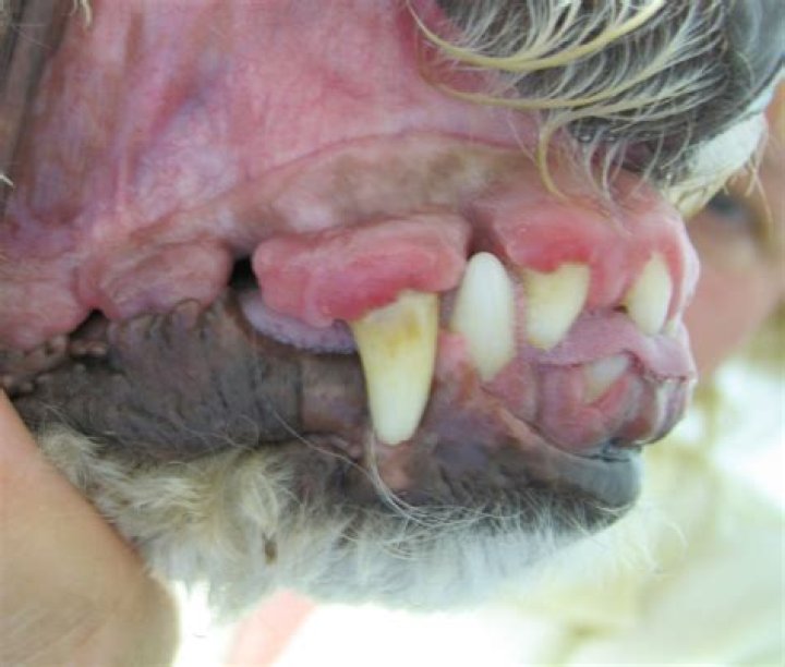 How is gingival hyperplasia treated in dogs?