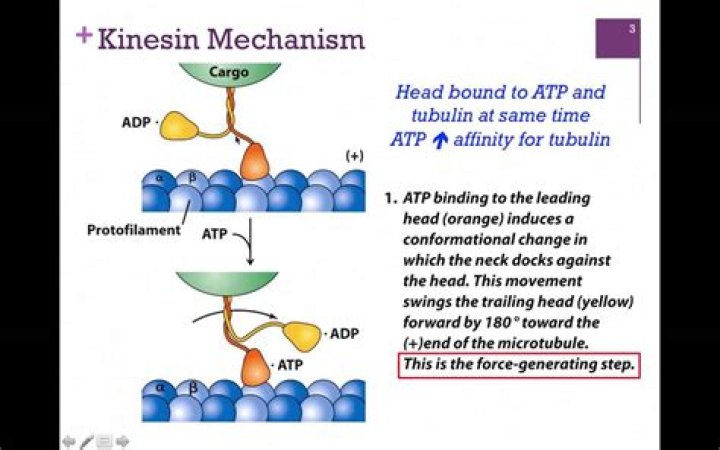 How is kinesin activated?