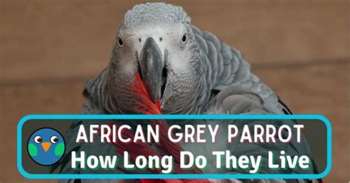 How long do African Greys in captivity live?