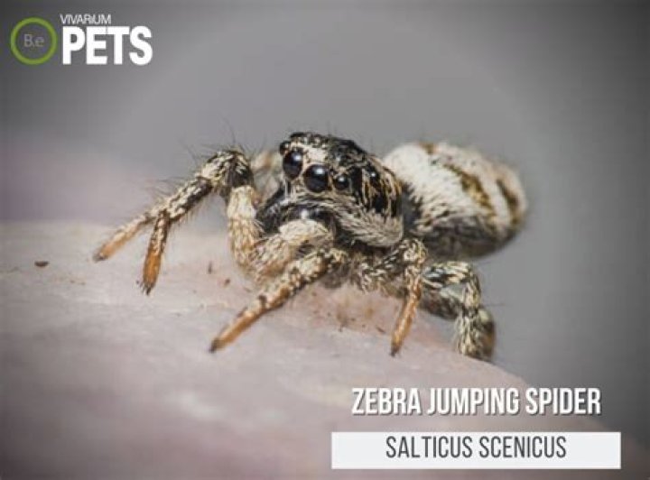 How long do zebra jumping spiders live for?