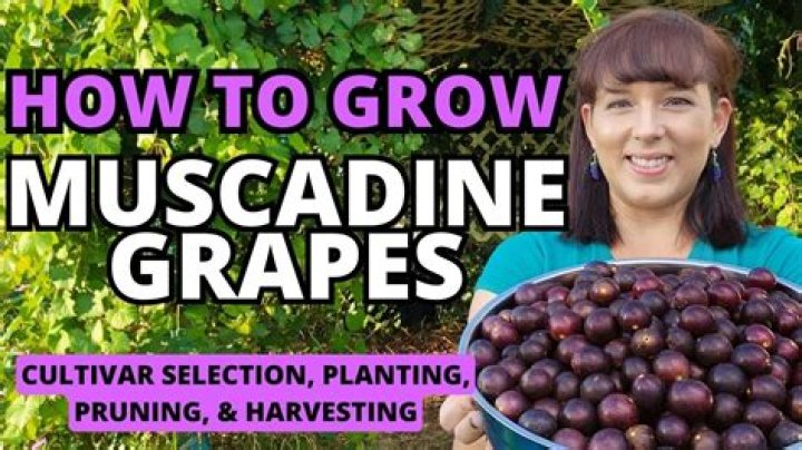 How long does it take for muscadines to bear fruit?