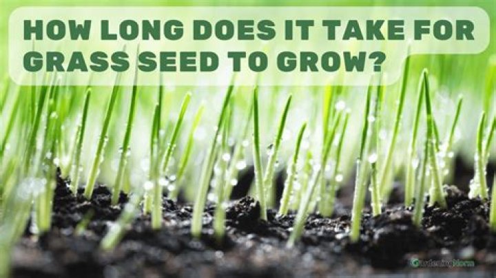 How long does it take to grow a grass tree from seed?