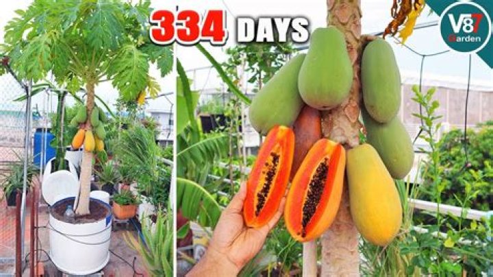 How long does papaya fruit take to grow?