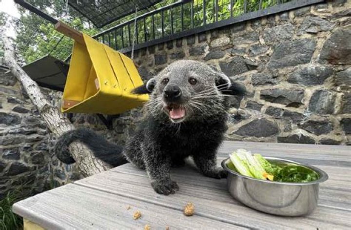 How many binturongs are left in the wild?