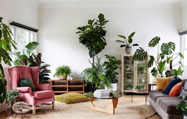 How many plants can you grow in a 10×10 room?