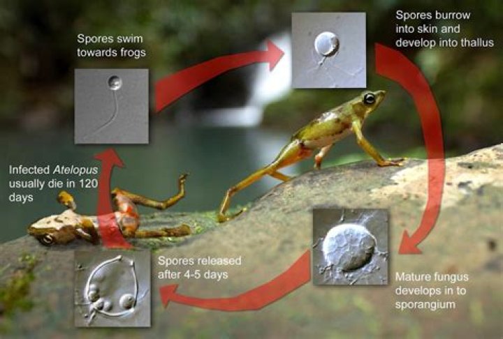 How many species has chytrid fungus killed?