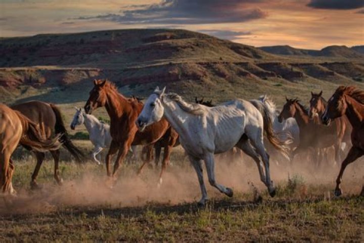 How many wild horses are in Canada?