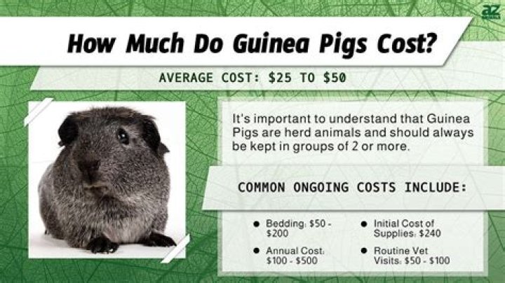 How much do Abyssinian guinea pigs cost?