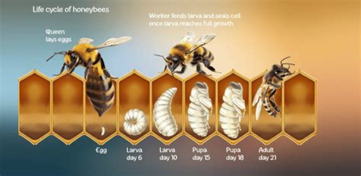 How much do bee owners make?