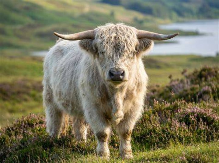 How much do Dexter cows cost?