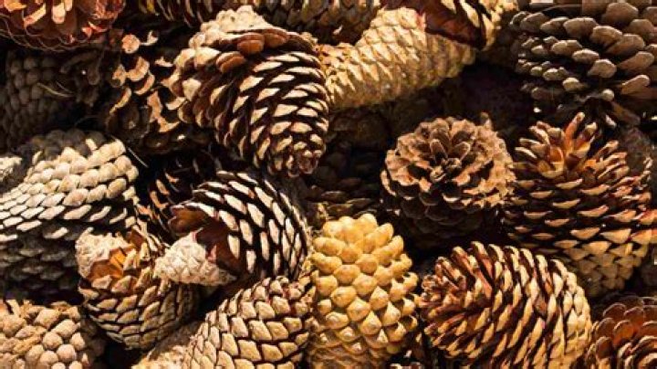 How much do pine cones cost?