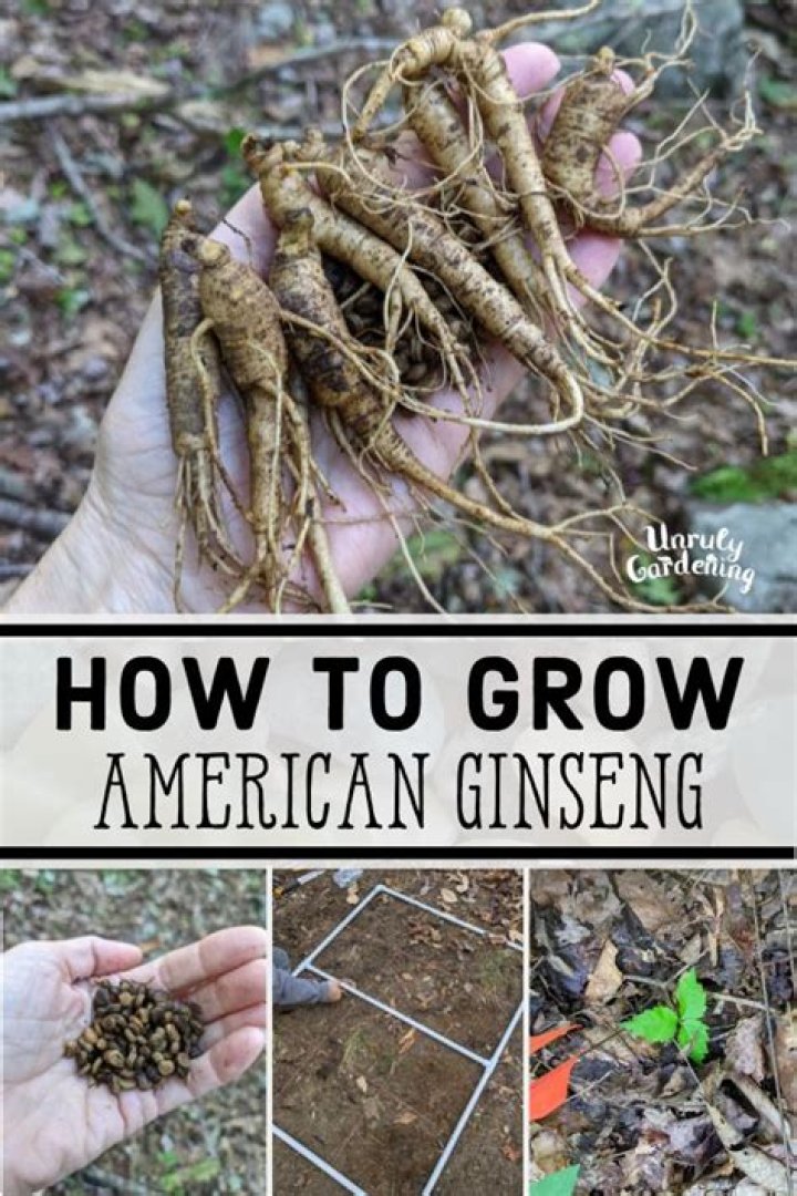 How much is a pound of ginseng roots?