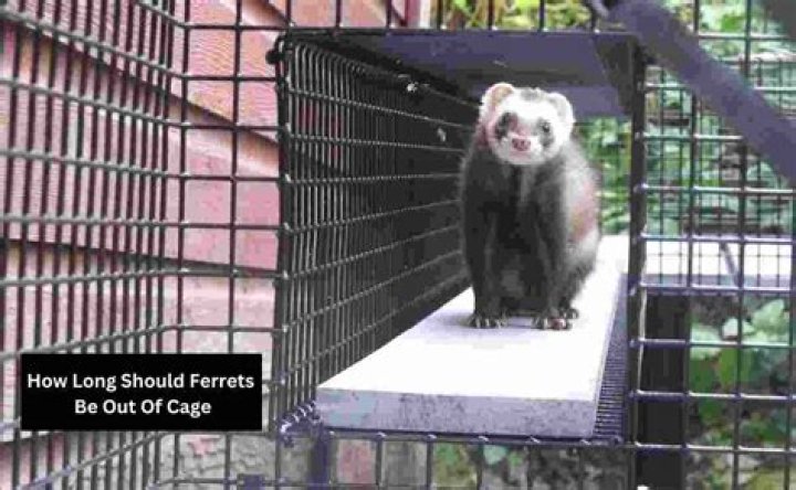 How often should a ferret be out of its cage?