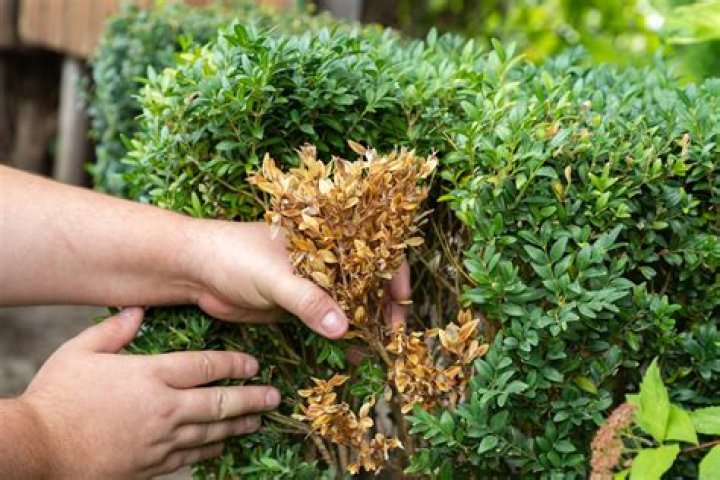 How poisonous are boxwoods?