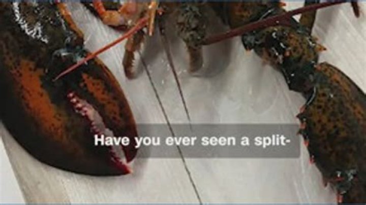 How rare is a split lobster?