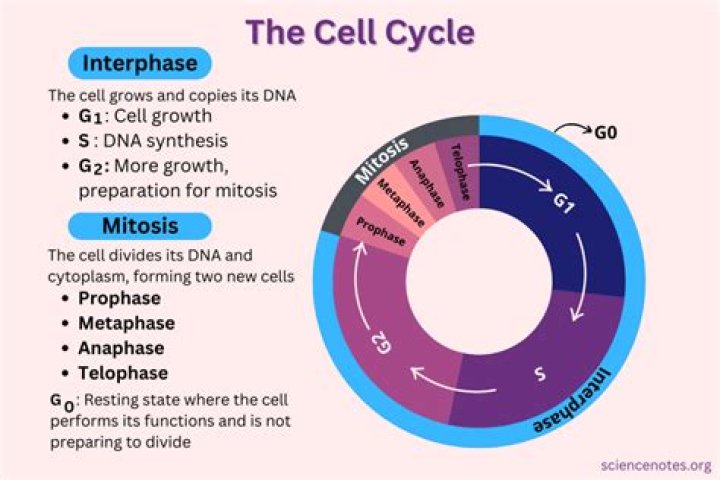 In which stage of the cell cycle does the cell grow in size?