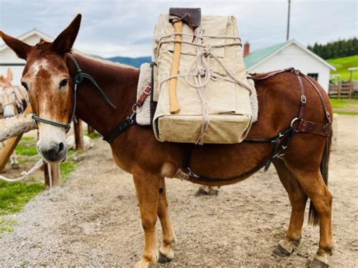 Is a mule hard to train?