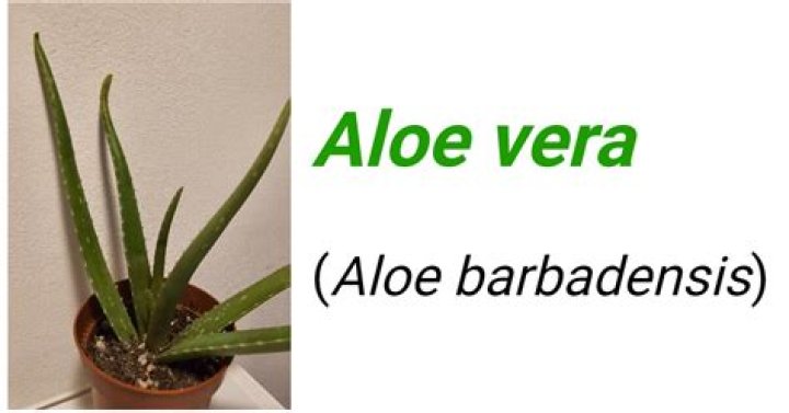 Is Aloe Vera and Aloe Barbadensis the same?