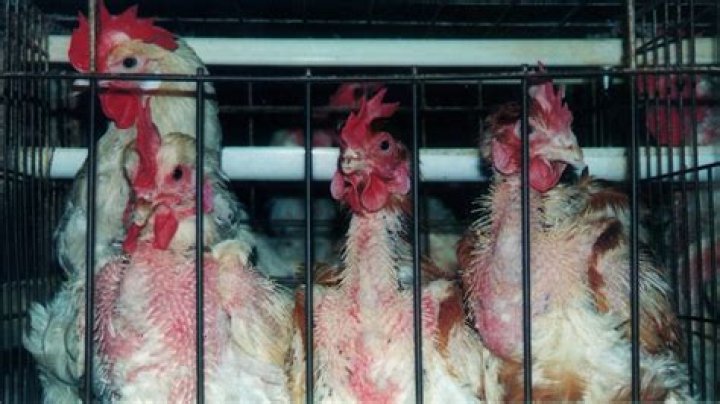 Is battery hen farming banned?