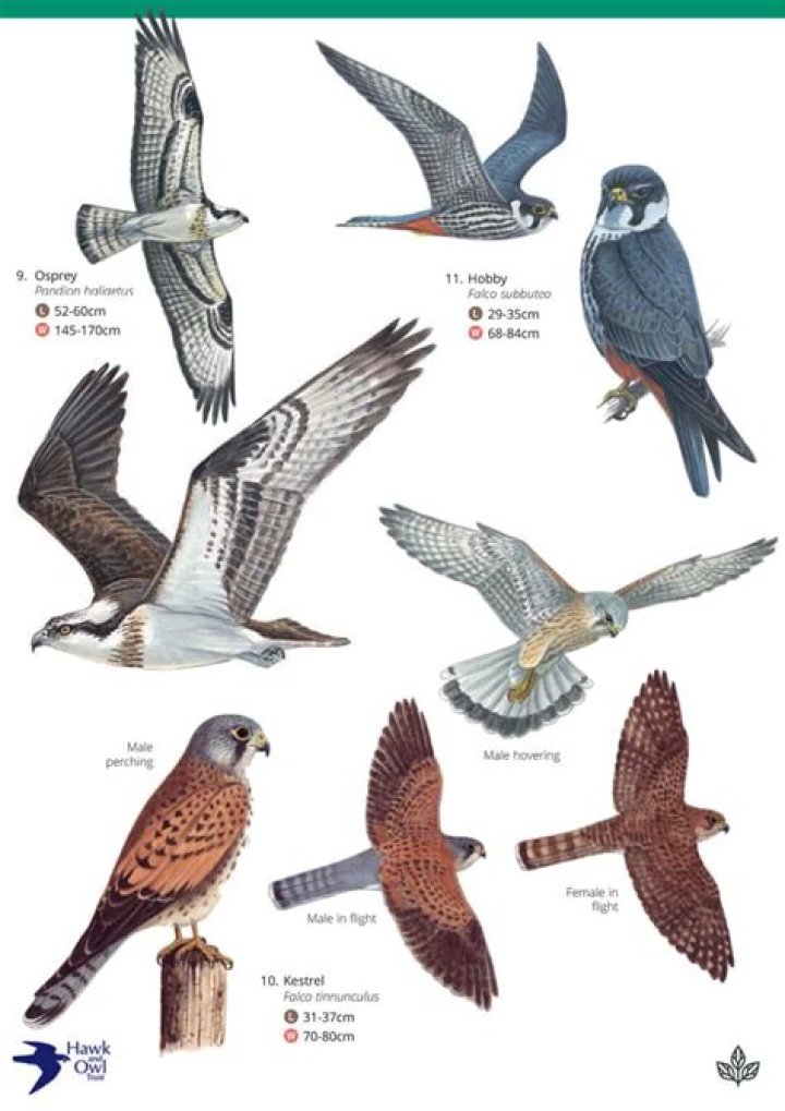 Is Birds of Prey connected to arrow?