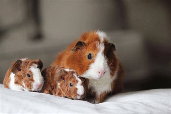Is breeding guinea pigs profitable?